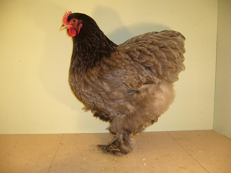 Munster 2009 153.jpg - Cochin blau von Wilhelm Lensing